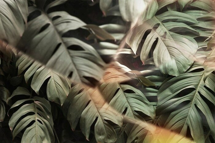 Wallpaper with Nature Designs Natural Wallpaper