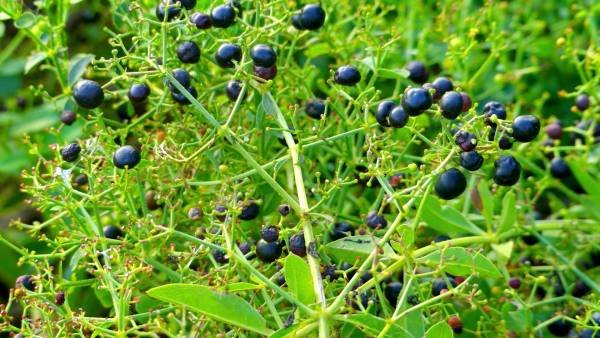 💥 Hair loss treatment! | You're just a step away from new hair growth!